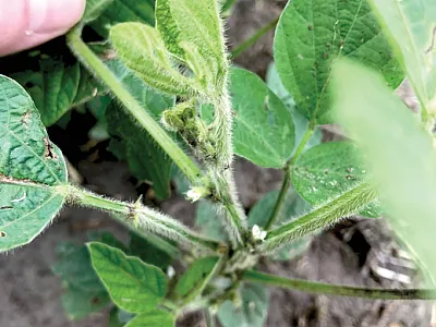 Counting flowers of soybean plants in Louisiana following nanopar- ticle exposure. Photo by Colin Bonser.