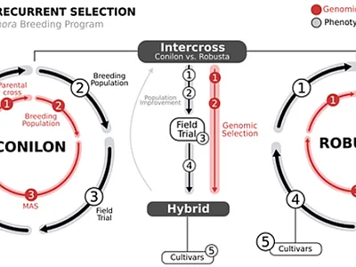 Genomic-assisted breeding can be incorporated into a traditional  reciprocal recurrent selection design to accelerate the development of climate-smart coffee cultivars. Image by Felipe Ferrão.