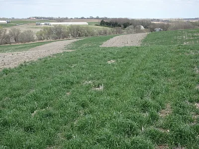 Strips of winter rye cover crops established in a sloping field to control water erosion. Photo by Humberto Blanco.