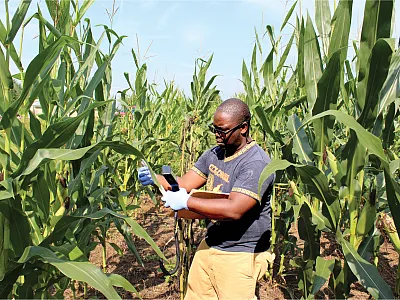 First author Ricardo St Aime records volumetric water content in a corn field in Pendleton, SC. The study suggests that interseeding cover crops with silage corn does not harm corn performance or soil moisture. Photo courtesy of Ricardo St Aime.