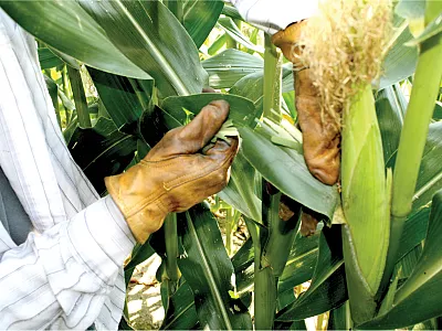 Collecting corn leaf tissue sample for nutrient concentration. Photo by OSU Soil Fertility Lab.
