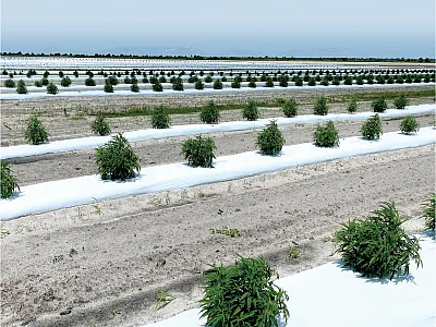 A trial of CBD hemp in southern Florida’s sandy soils. Photo courtesy of Hardev Sandhu.