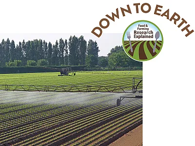 Scientists are exploring how excessive salt and heavy metals brought into the soil by irrigating with wastewater can damage crops and also how to remove and how to remove the heavy metals that enter soils. Photo courtesy of Adobe Stock/ChiccoDodiFC.