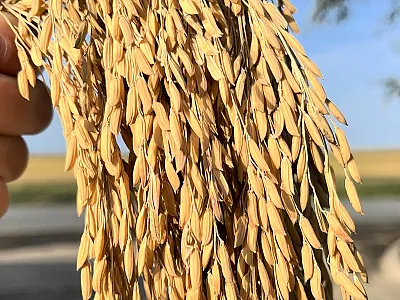 Panicles from field-grown rice germplasm CS272, one of the three lines developed in this study, in Arkansas. Photo by Heather Box.