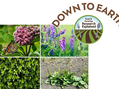 These weeds were correctly identified by students 97% of the time in a study in Natural Sciences Education. Top (l to r): milkweed and bird vetch. Bottom (l to r): common purslane and broadleaf plantain.