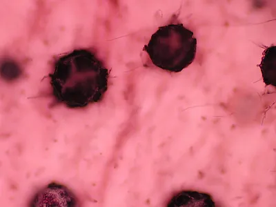 Fusarium graminearum in wheat. Photo by Larry Osborne, Bugwood.org.