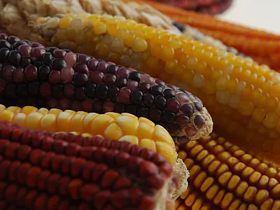 Photo by Xochiquetzal Fonseca/CIMMYT (license CC BY-NC-SA 2.0) 