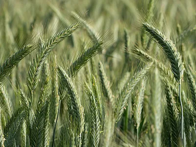 Triticale. Photo courtesy of Adobe Stock/Anselm.