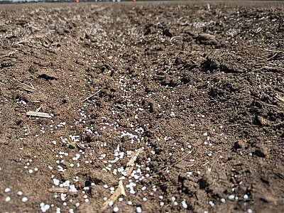 Broadcast urea fertilization in corn within a N Use Efficiency study that evaluates different N sources and application rates. Photo courtesy of Sofía Cominelli, Kansas State University.