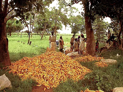 Piles of yellow maize cobs after harvest by farm families. Photo courtesy of Abebe Menkir.