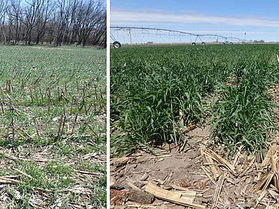 Winter rye cover crop biomass production averaged across 10 years was lower in the rainfed system (left) than in the irrigated system (right). Cover crops were not irrigated in this study. Photo by H. Blanco. 