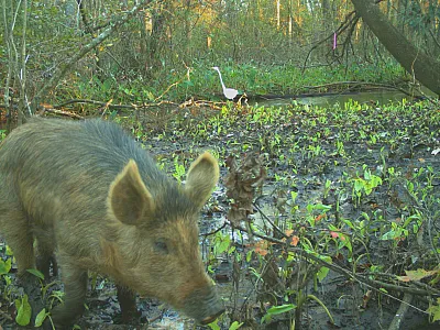 Wild pig (Sus scrofa) alongside a headwater stream in an Alabama wetland, captured on a game camera. Photo by Elizabeth A. Bradley.