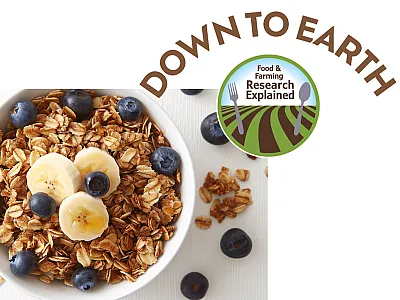 Potassium supply can help improve cereal growth under drought.