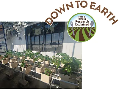 Peppers growing in a community greenhouse in Winifred, MT.