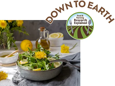 Dandelions have numerous health benefits. Photo courtesy of Adobe Stock/TATIANA Z.