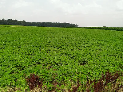 Soybean field plots at the Davis Purdue Ag Center in Farmland, IN, where gypsum and cover crops were implemented. Photo by Brenda Hofmann, USDA-ARS National Soil Erosion Research Laboratory. 