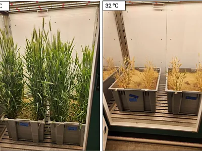 Wheat grown in indoor controlled environment chambers at 16˚ C (optimum) and 32˚ C (high) average temperatures. Image by Kirsten Paff and Julie Wolf. 