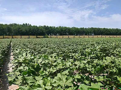 This study found that cotton planted under high density responded faster to fluctuating light conditions. Photo courtesy of Zhangying Lei. 