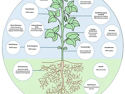In phenomics, specific sensors are used to analyze different plant traits. These sensors range in affordability, so researchers outlined which ones are the most accessible in a recent The Plant Phenome Journal review. Illustration courtesy of Valerio Hoyos-Villegas, Michigan State University.