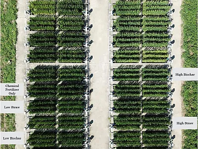 Aerial imagery captures the distinct effects of two organic amendments—rice straw and biochar—applied at varying rates as a partial substitute for chemical fertilizer. Contrasts in canopy development demonstrate that both the type and the application rate of the amendment significantly influence rice growth patterns, highlighting the two amendments as potential sustainable fertilizer alternatives. Labels indicate one representative replication of a treatment from a randomized field trial. 