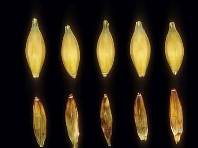 Healthy barley kernels (top) and kernels infected with Fusarium head blight. Photo courtesy of Brian Steffenson, University of Minnesota.