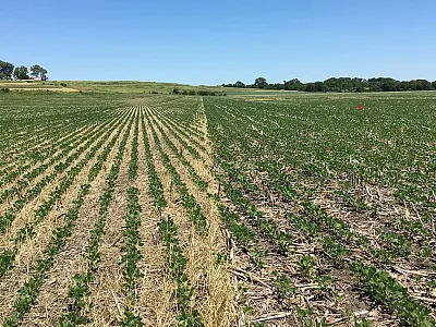 Soybeans emerging within a cereal rye cover crop strip trial near New Market, IA. Left: Cereal rye residue. Right: No cover crop. Photo courtesy of Teresa Middleton, Iowa State University.