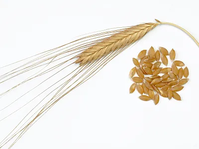 The term ancient grains typically refers to cereal and pseudocereal species that have remained largely unchanged by modern breeding practices, such as einkorn (Triticum monococcum L.) shown here. Photo courtesy of Alamy/WILDLIFE GmbH.