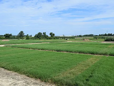 Tifton 85 and Alicia bermudagrass under evaluation in Tifton, GA. The bermudagrass stem maggot damage is visible by the bronzing or browning of the leaf tips. Photo courtesy of Lisa Baxter, University of Georgia.