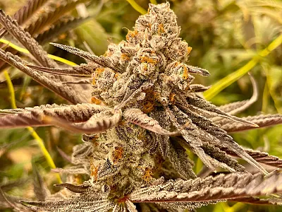 Flower of a female cannabis plant. Photo courtesy of Justine Richard-Giroux.