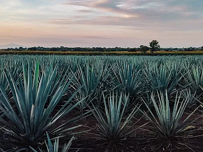 Photo courtesy of Adobe Stock/Emmanuel Lozano.