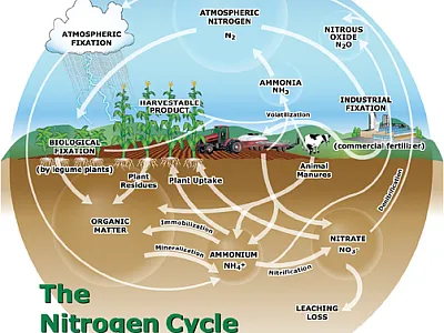 Figure 1. The nitrogen cycle.