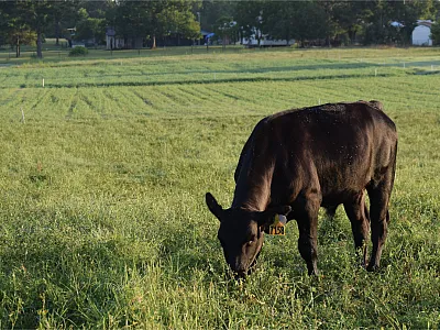 A stocker steer grazing alfalfa-bermudagrass mixtures in Tifton, GA. Photo by Shauni Nichols.