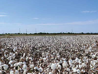 Regenerative Practices Show Promise in Dryland Cotton Systems