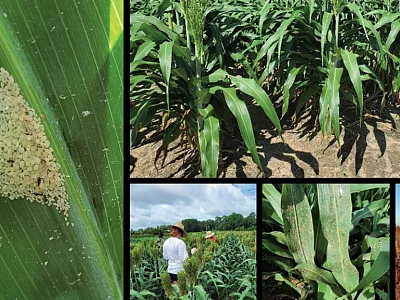 Sorghum aphid, also known as sugarcane aphid, is an economically important pest of sorghum across the southern United States.