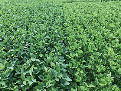 Soybeans with 20 lb sulfate sulfur per acre applied prior to emergence (left) and without S (right). Photo by Shaun Casteel, Purdue University.
