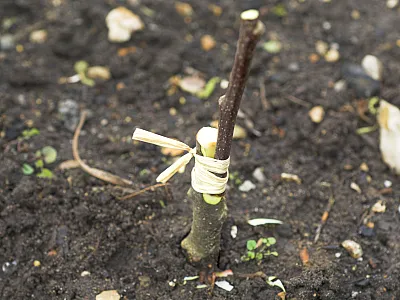 Photo courtesy of GKSFlorapics/Alamy Stock Photo.