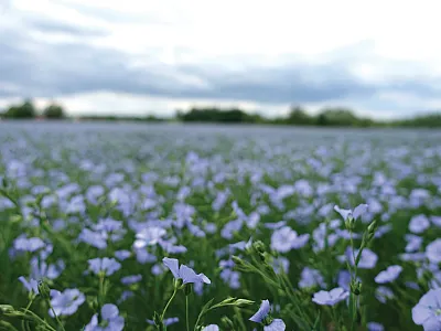Flax. Photo courtesy of Flickr/Lars Lundqvist and printed under this license: https://creativecommons.org/licenses/by-nc-sa/2.0/.