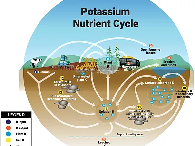 Figure 1. The potassium nutrient cycle, showing the major pools and flows of K in the soil–crop system (Source: Mikkelsen & Roberts, 2021).