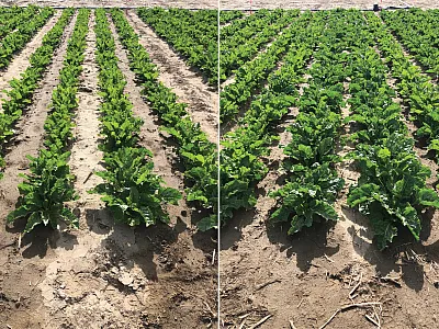 Sugarbeets treated with 50% water + 100 lb N/ac (left) and 100% water + 300 lb N/ac (right), Parma, ID, June 10, 2019.