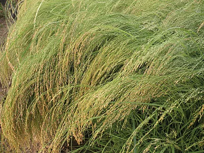 Teff. Photo courtesy of the International Potash Institute and published under this license: https://creativecommons.org/licenses/by/2.0/.