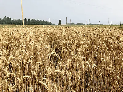 Perennial rye ready for harvest in Breton, Canada. Photo by Erin Daly.