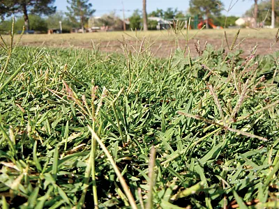 Bermudagrass. Photo courtesy of Flickr/Matt Lavin and published under this license: https://creativecommons.org/licenses/by-sa/