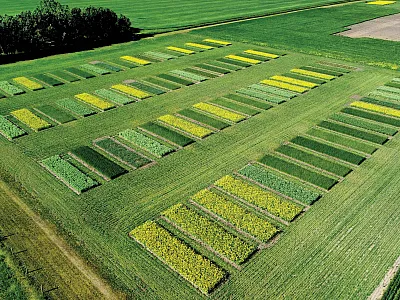 Photo courtesy of Greg Semach, AAFC Beaverlodge. Beaverlodge is one of the locations of the study described in this article.