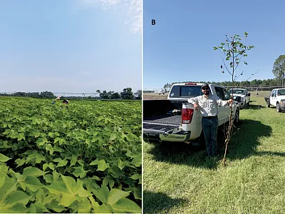 Figure 1. Photos of untreated, aggressively growing cotton in the middle of the season (A; Photo by J. Lee) and cotton near the end of the season showing excessive vegetative growth and very limited reproductive growth near the top of the plant (B; Photo by L.C. Hand).