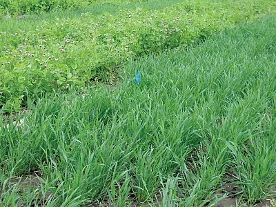 Long-term winter wheat–winter pea cover crop plots, which replaced long-term winter wheat–fallow plots at the Columbia Plateau Conservation Research Center, located 9 mi northeast of Pendleton, OR.