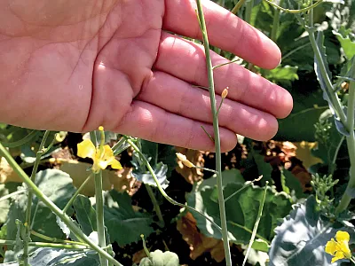 Heat Stress in Canola