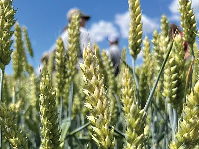 Identified in the Pacific Northwest in 2012, late-maturity alpha-amylase (LMA) occurs during grain filling in immature seeds and has no visual phenotype, making contamination with sound grain very easy.
