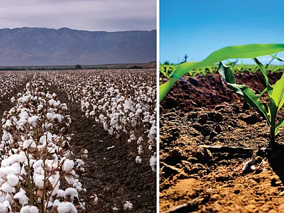 In the summer in Arizona and southeastern California, cotton (left) and silage corn (right) are grown. Photo courtesy of Jeffrey Richins.