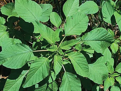 Figure 1. Palmer amaranth has oval, diamond, or lance-shaped leaves.