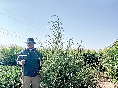Shawn McDonald stands next to a massive Palmer amaranth plant near Clay City, NE. McDonald is co-author on a recent article in Agrosystems, Geosciences & Environment looking at weed management challenges and current practices in Nebraska.